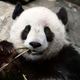 Un Oso Panda (no el protagonista de nuestra historia). Foto: AP